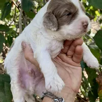 Chocolate Merle parti, a male Cockapoo for sale in Tampa, FL – Photo 3 of 8