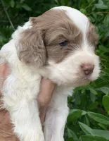 Chocolate Merle parti one blue eye, a male Cockapoo for sale in Tampa, FL – Photo 2 of 7