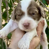 Chocolate Merle parti, a male Cockapoo for sale in Tampa, FL – Photo 6 of 8