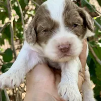 Chocolate Merle parti, a male Cockapoo for sale in Tampa, FL – Photo 7 of 8