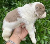 Chocolate Merle parti one blue eye, a male Cockapoo for sale in Tampa, FL – Photo 4 of 7