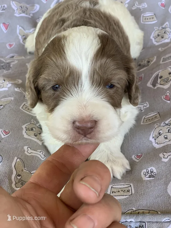 Chocolate Merle parti – Cockapoo puppy for sale in Tampa, FL