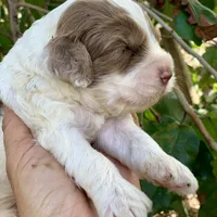 Chocolate Merle parti, a male Cockapoo for sale in Tampa, FL – Photo 8 of 8
