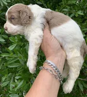 Chocolate Merle parti one blue eye, a male Cockapoo for sale in Tampa, FL – Photo 7 of 7