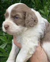 Chocolate Merle parti one blue eye, a male Cockapoo for sale in Tampa, FL – Photo 3 of 7
