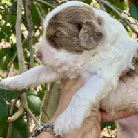 Chocolate Merle parti, a male Cockapoo for sale in Tampa, FL – Photo 5 of 8