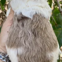 Chocolate Merle parti, a male Cockapoo for sale in Tampa, FL – Photo 4 of 8