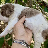 Chocolate Merle parti, a male Cockapoo for sale in Tampa, FL – Photo 2 of 8