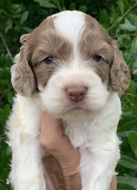 Chocolate Merle parti one blue eye – Cockapoo puppy for sale in Tampa, FL