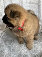 Sakura, a female Chow Chow for sale in Ruskin, FL – 4 of 8