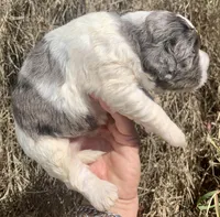 Standard Cockapoo , a male Cockapoo for sale in Tampa, FL – Photo 3 of 9