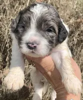 Standard Cockapoo , a male Cockapoo for sale in Tampa, FL – Photo 2 of 9