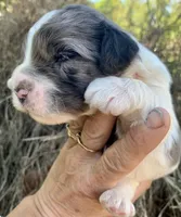 Standard Cockapoo , a male Cockapoo for sale in Tampa, FL – Photo 5 of 9