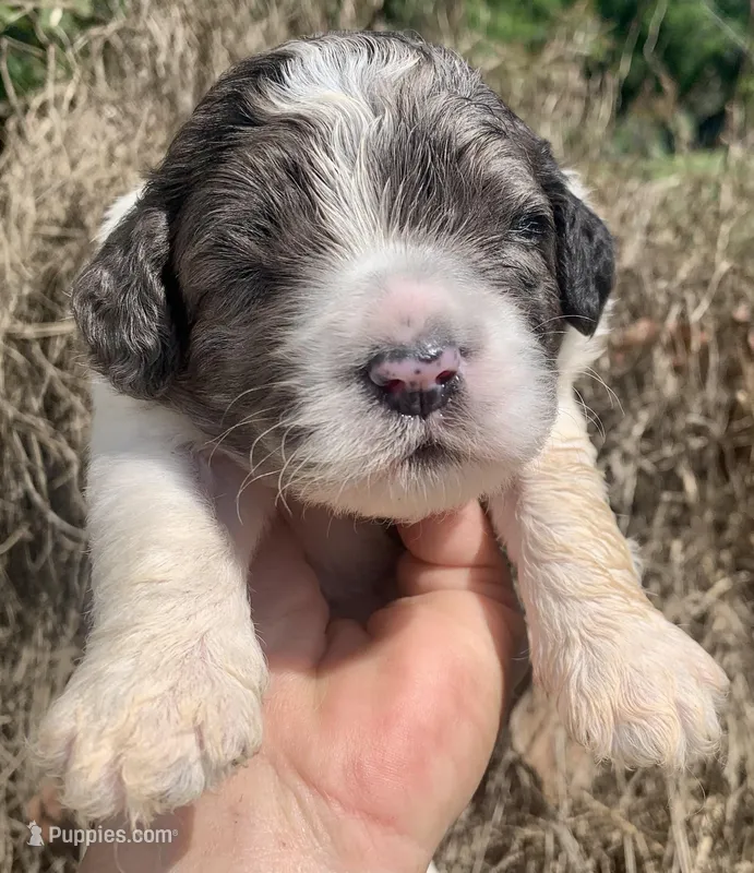 Standard Cockapoo , a male Cockapoo for sale in Tampa, FL – Photo 1 of 9