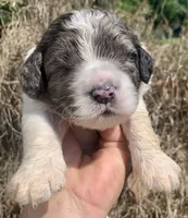 Standard Cockapoo , a male Cockapoo for sale in Tampa, FL – Photo 1 of 9