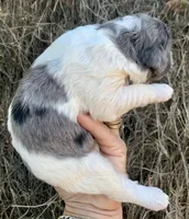 Standard Cockapoo , a male Cockapoo for sale in Tampa, FL – Photo 7 of 9