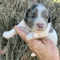 Standard Cockapoo , a male Cockapoo for sale in Tampa, FL – Photo 6 of 9