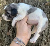 Standard Cockapoo , a male Cockapoo for sale in Tampa, FL – Photo 9 of 9