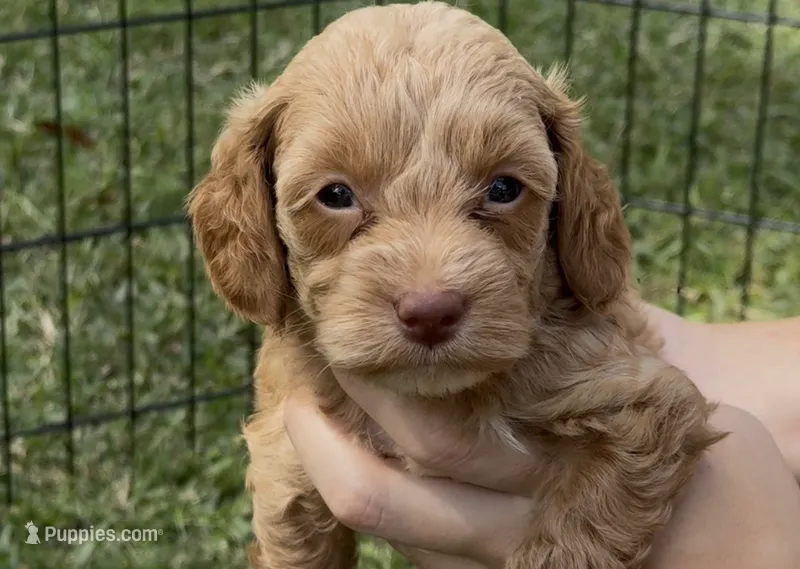 Pink – Cockapoo puppy for sale in Ruskin, FL