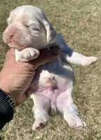 Mini Cockapoo , a male Cockapoo for sale in Tampa, FL – Photo 6 of 7