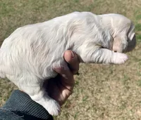Mini Cockapoo , a male Cockapoo for sale in Tampa, FL – Photo 5 of 7