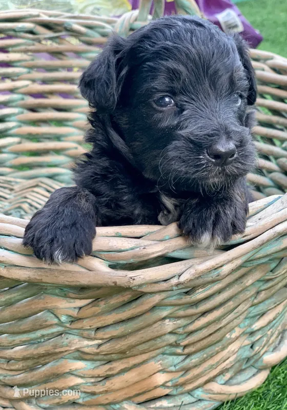 Onyx – Miniature Aussiedoodle puppy for sale in Tampa, FL