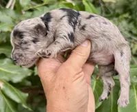 Marley mini Chowdoodle from DoDo parents , a female Chow Chow and Poodle - Miniature  for sale in Tampa, FL – 5 of 9