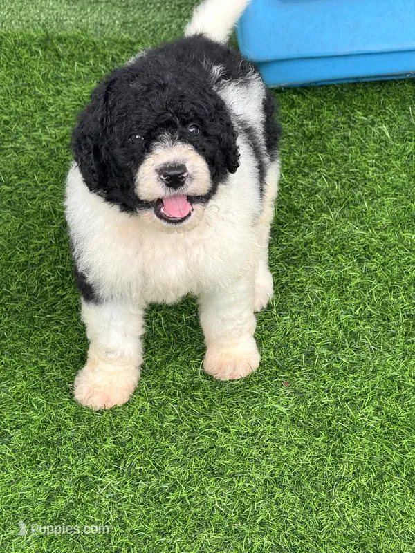 Medium size. Health tested parents – Miniature Bernedoodle puppy for sale in Tampa, FL