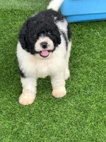 Medium size. Health tested parents, a male Miniature Bernedoodle for sale in Tampa, FL – 1 of 5