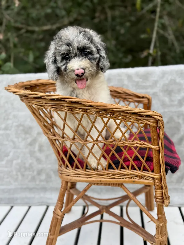Bluebell. – Cockapoo puppy for sale in Ruskin, FL