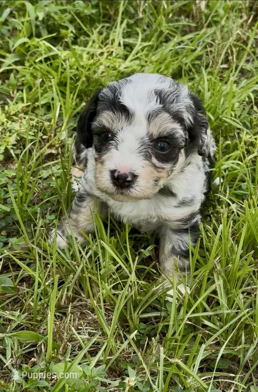 Misty – Poodle - Toy , Morkie puppy for sale in Ruskin, FL