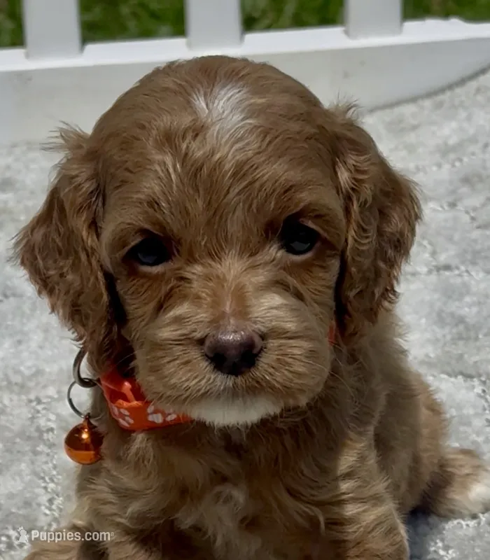 Orange F1 – Cockapoo puppy for sale in Sun City Center, FL