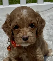 Orange F1, a male Cockapoo for sale in Sun City Center, FL – 1 of 7