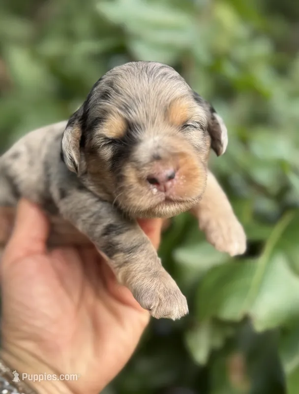 Sapphire F1b – Miniature Aussiedoodle puppy for sale in Tampa, FL