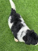 Medium size. Health tested parents, a male Miniature Bernedoodle for sale in Tampa, FL – 3 of 5