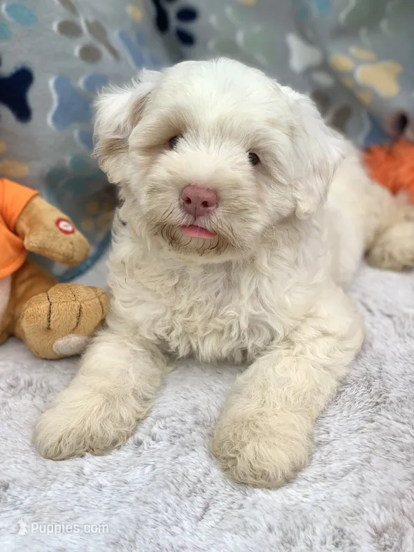 Snow one blue and one green  eye  – Chow Chow, Poodle - Miniature  puppy for sale in Tampa, FL