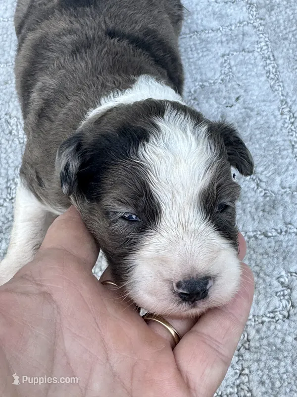 Dolly – Miniature Aussiedoodle puppy for sale in Ruskin, FL