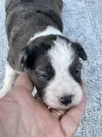 Dolly, a female Miniature Aussiedoodle for sale in Ruskin, FL – 1 of 6