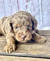 Chip. Chocolate Merle phantom with blue eyes, a male Cockapoo for sale in Ruskin, FL – 2 of 6