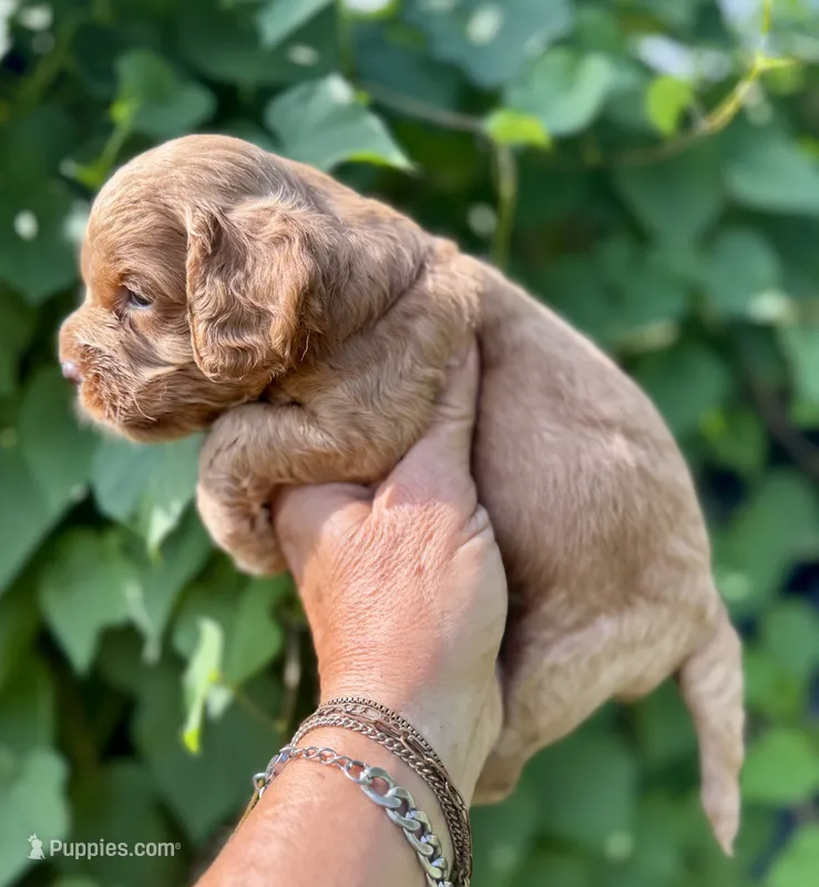 Black F1 – Cockapoo puppy for sale in Tampa, FL