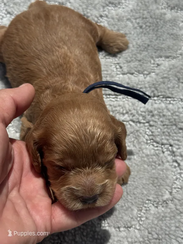 Black F1 – Cockapoo puppy for sale in Tampa, FL