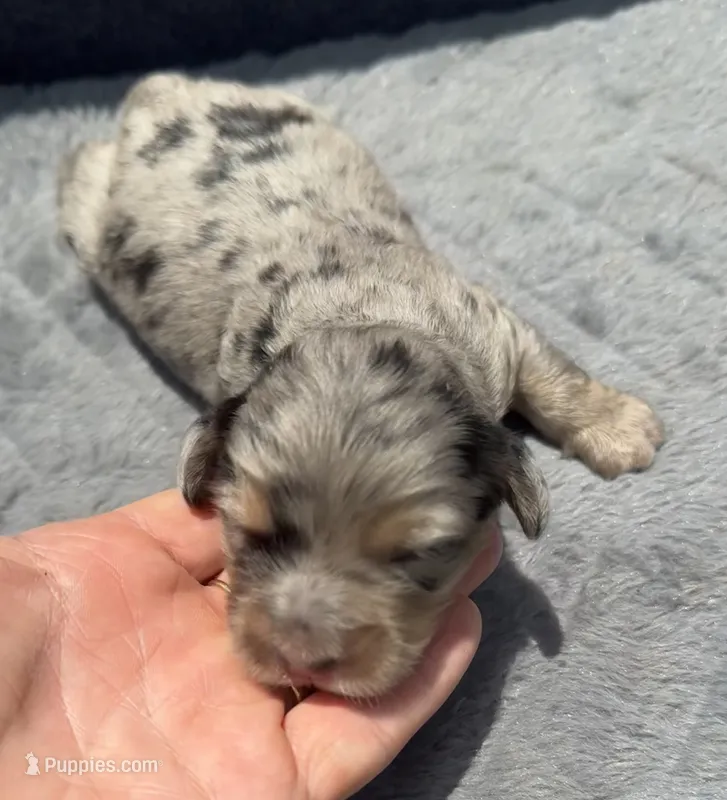 Sapphire F1b – Miniature Aussiedoodle puppy for sale in Tampa, FL