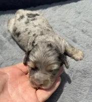 Sapphire F1b, a female Miniature Aussiedoodle for sale in Tampa, FL – 1 of 6