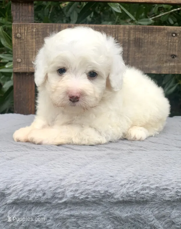Leo tiny Chowdoodle – Chow Chow, Poodle - Toy  puppy for sale in Tampa, FL