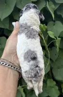 Sapphire. “ regular size” Blue Merle, a female Cockapoo for sale in Tampa, FL – 4 of 10