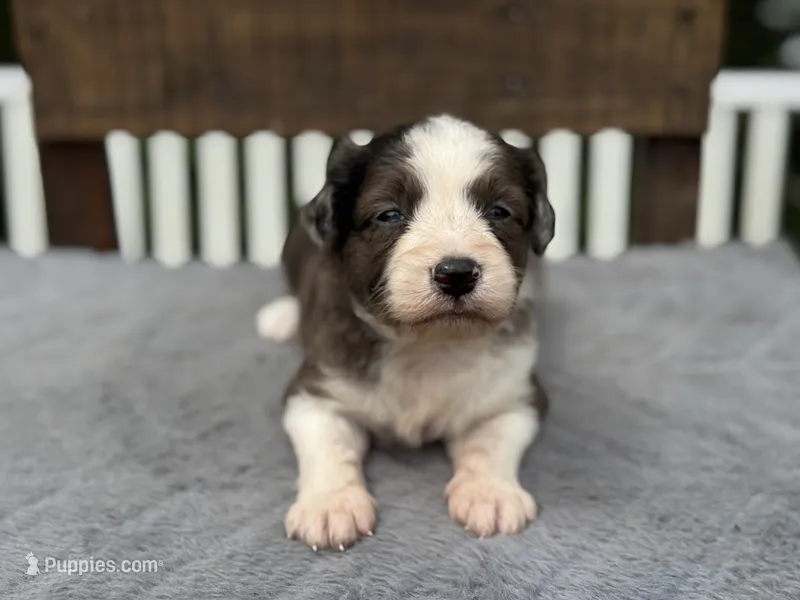 Dolly – Miniature Aussiedoodle puppy for sale in Ruskin, FL