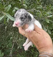 Sapphire. “ regular size” Blue Merle, a female Cockapoo for sale in Tampa, FL – 10 of 10