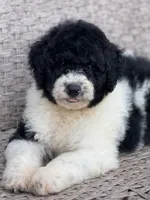 Medium size. , a male Bernedoodle for sale in Tampa, FL – 5 of 5