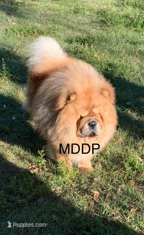 Yuki – Chow Chow puppy for sale in Ruskin, FL