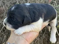 Standard Cockapoo , a female Cockapoo for sale in Tampa, FL – Photo 9 of 10